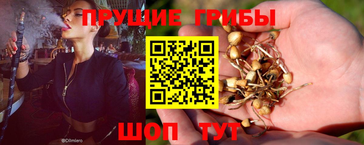 Псилоцибиновые грибы GOLDEN TEACHER  Вход с VPN  Истра 